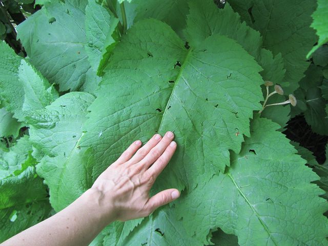 Hier mal ein Blattgrößenvergleich :)