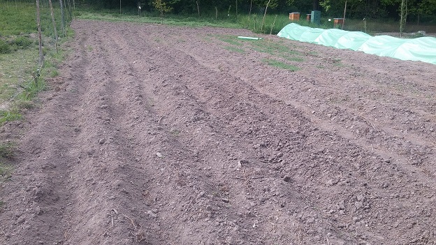 Mein Kartoffelacker