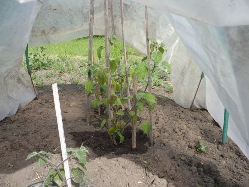 Überwinterte Physalis.jpg