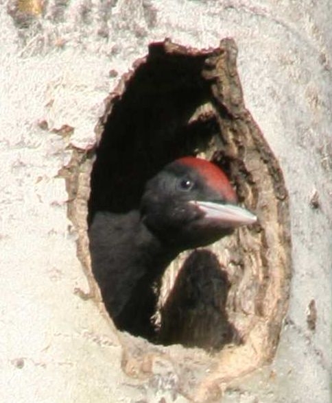 160528 Spillkraka 08.jpg