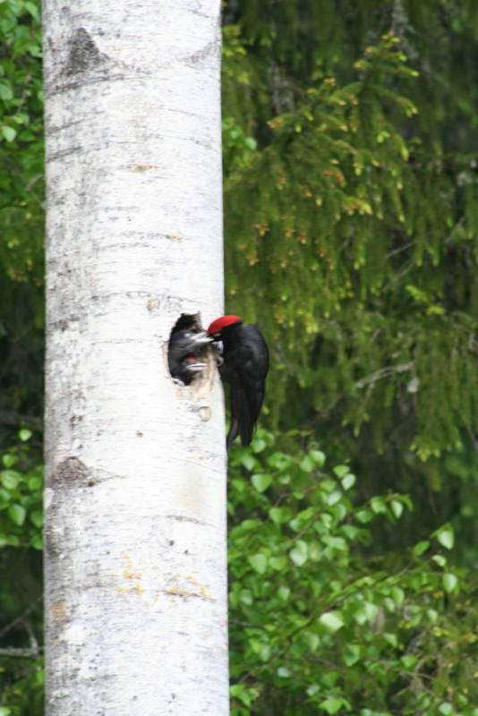 160528 Spillkraka 03 sv.jpg