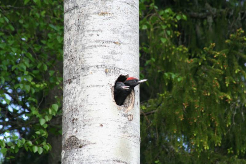 160528 Spillkraka 01sv.jpg