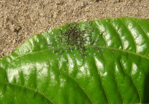 Passiflora mit geschlüften Maden.jpg