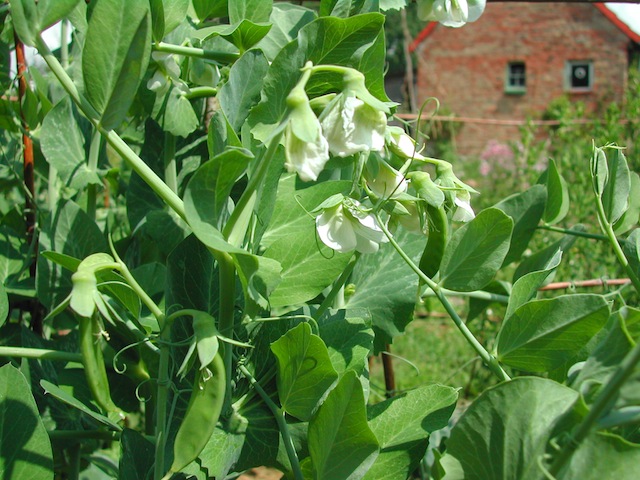 erbsen