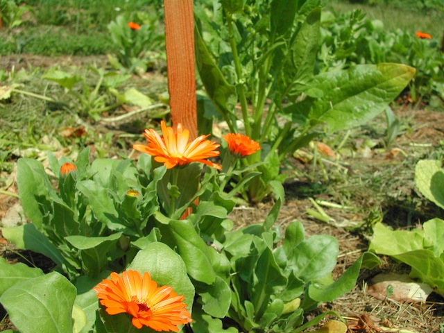 ringelblumen