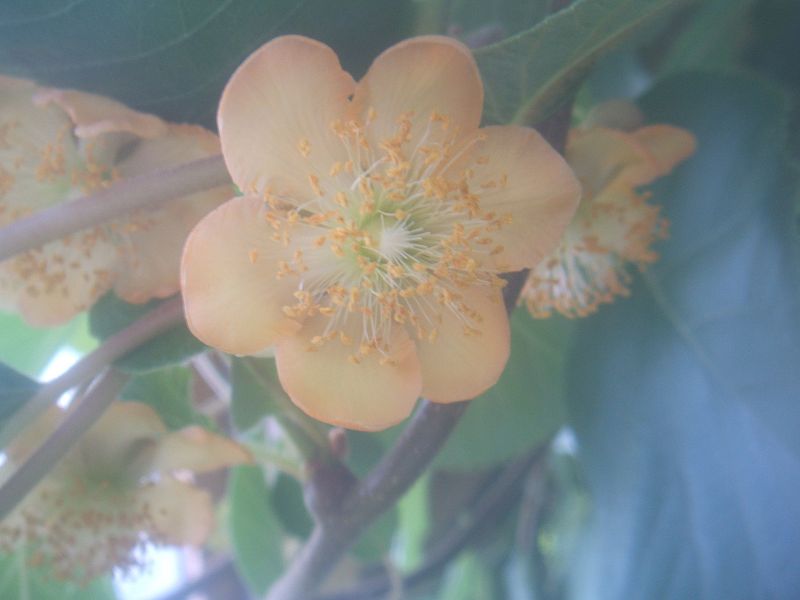 k-kiwiblüte2.jpg