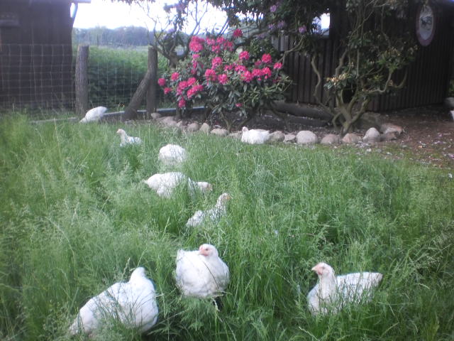 Hähnchen in Blüte