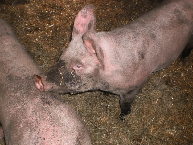 Schweinenasen