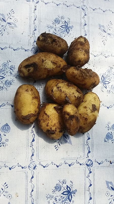 k-2frühk.jpg