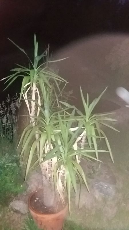 k-2yucca.jpg