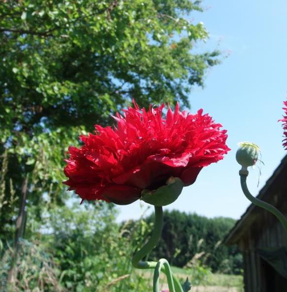 mohn 2.jpg