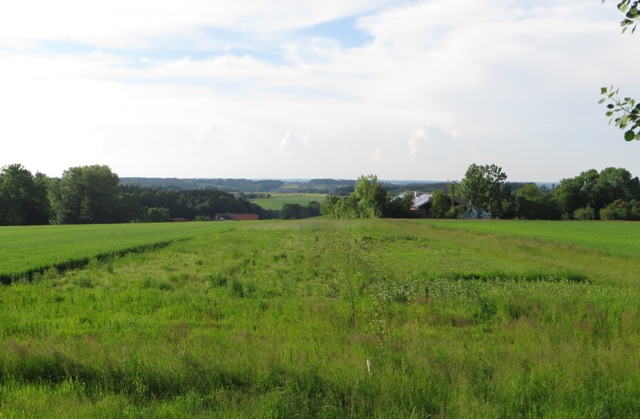 Agroforst_6-6.JPG