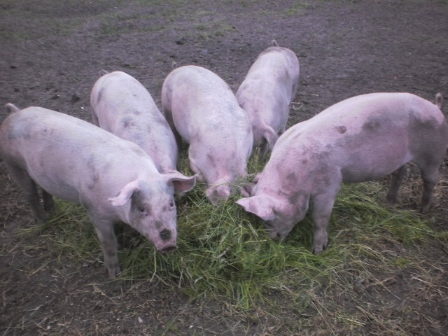 Schweine an der Salatbar