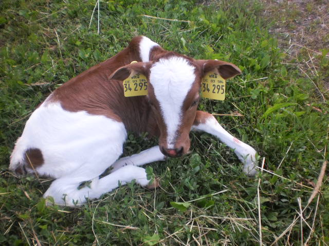 Gestatten Rib Eye mein Name
