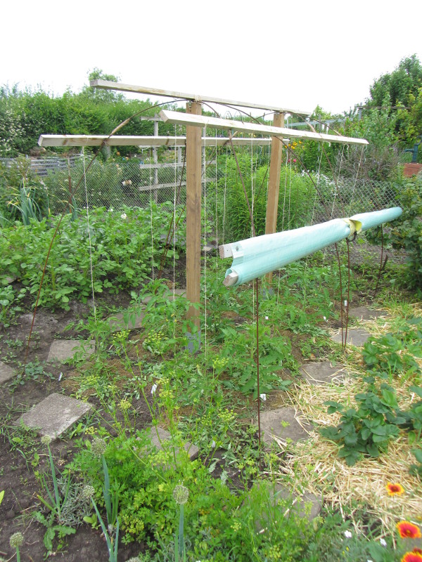 Tomatendach.jpg