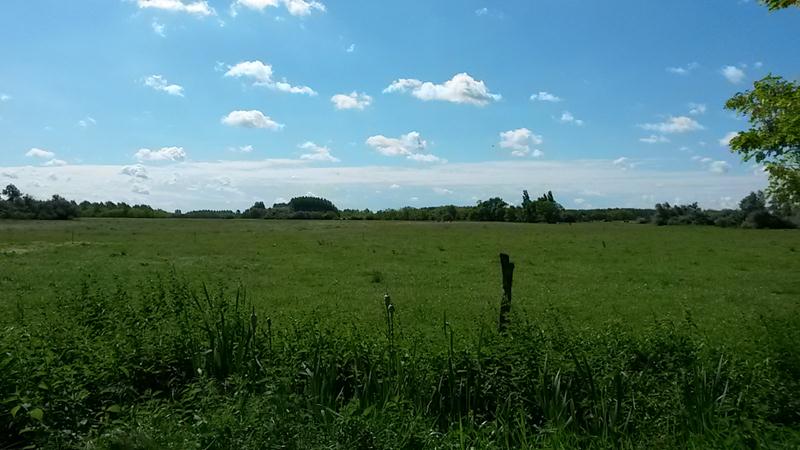 Die Hühner haben ein paar Ha land zur verfügung