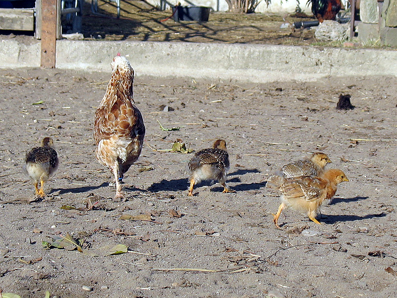 auf dem Reitplatz