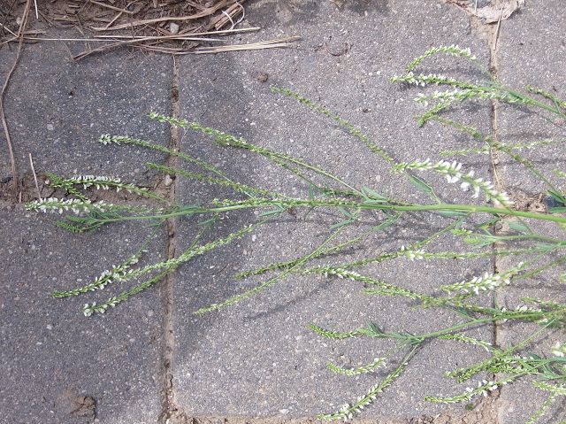 blüten.JPG
