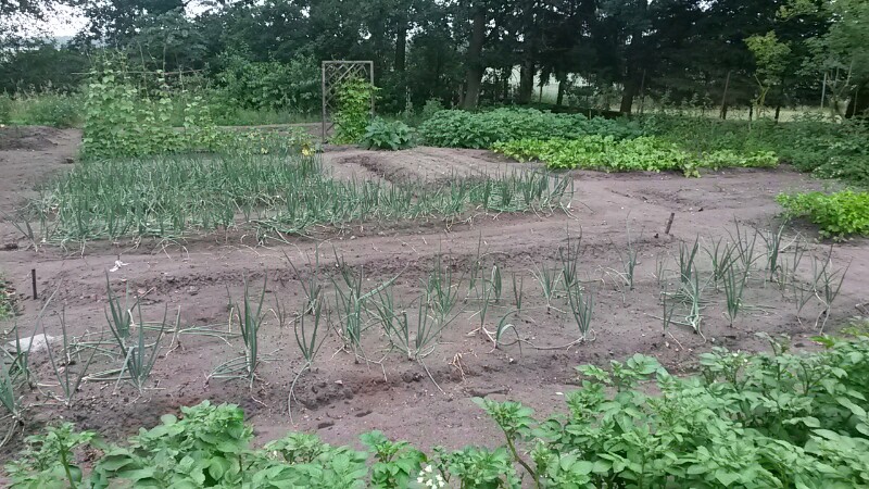 Gemusegarten 1