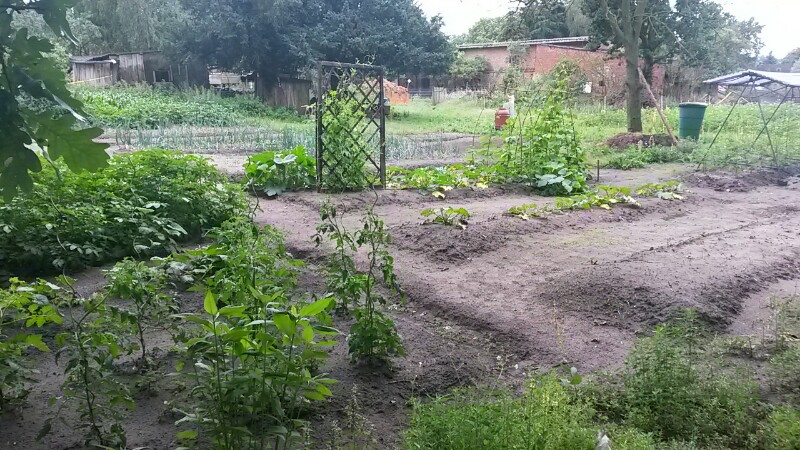 Gemusegarten 2