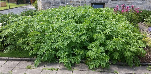 Kartoffeln.jpg