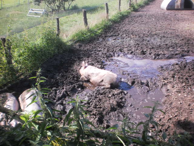 Faule Schweine