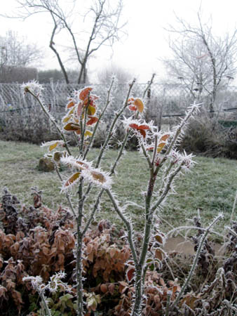 Rosen im Winter.jpg
