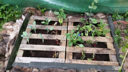 Pallettenbeet.jpg