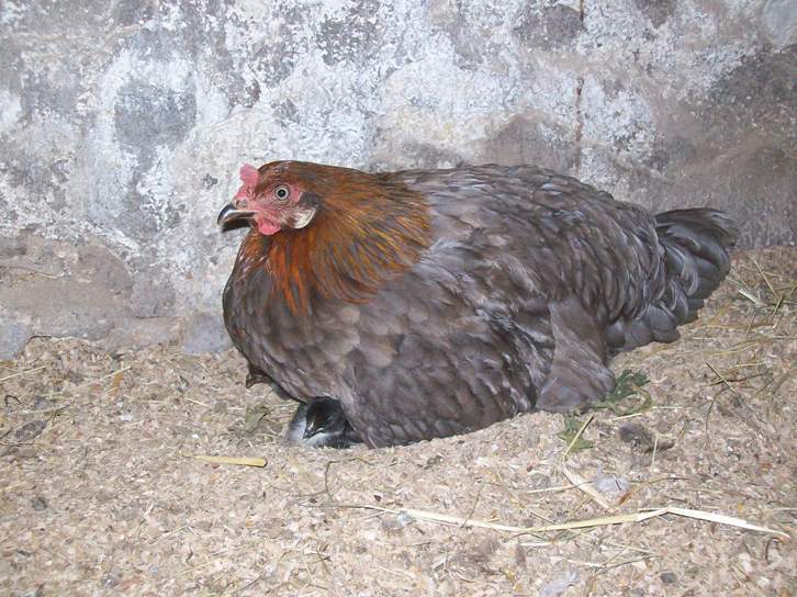 Krümel.JPG