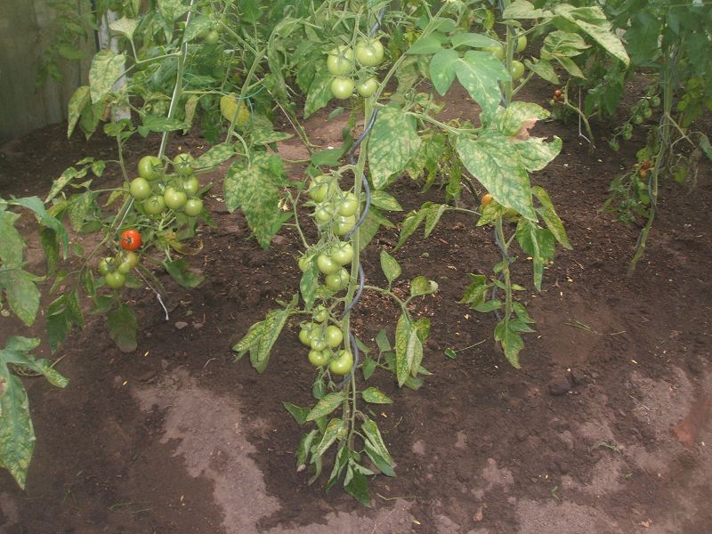 k-tomaten2.jpg