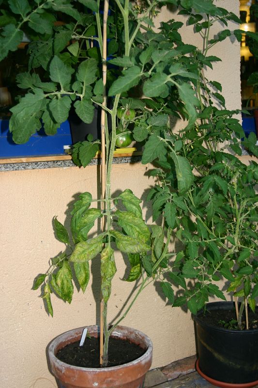 k-tomaten2.jpg