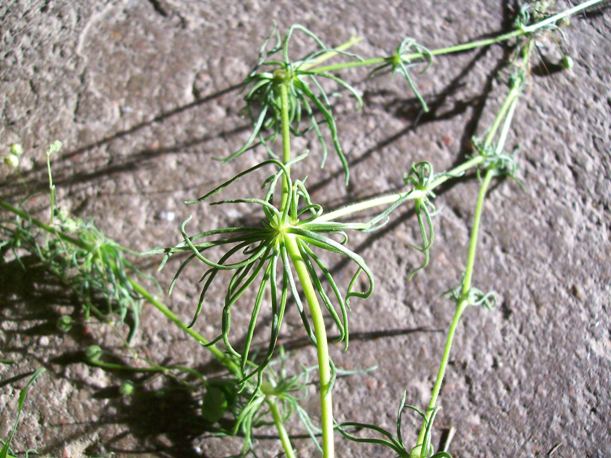 100_9253.JPG