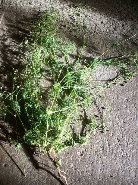 100_9254.JPG