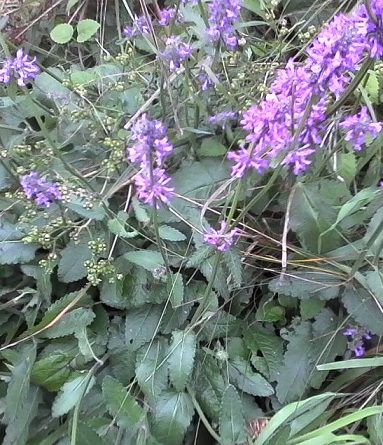 IMG0093A.jpg