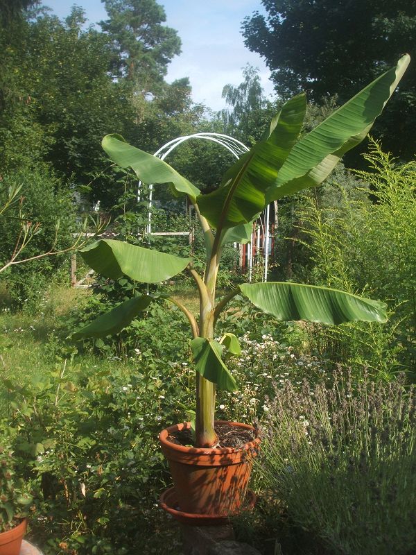 k-banane.jpg