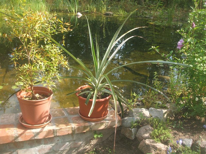 k-ananas_ga.jpg