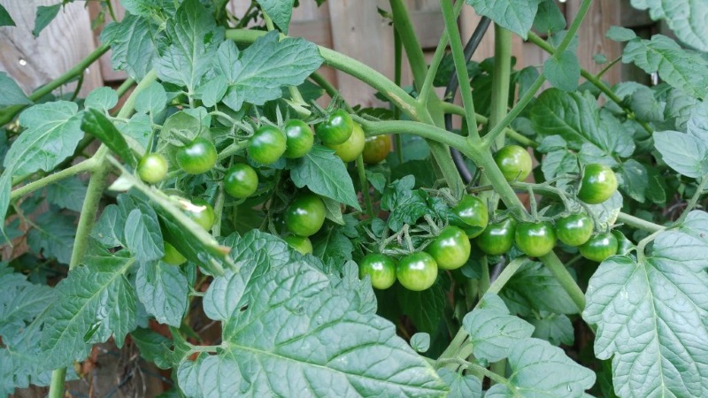 Tomaten satt