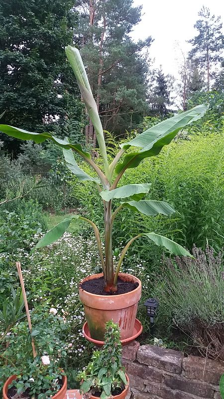 k-1banane1.jpg