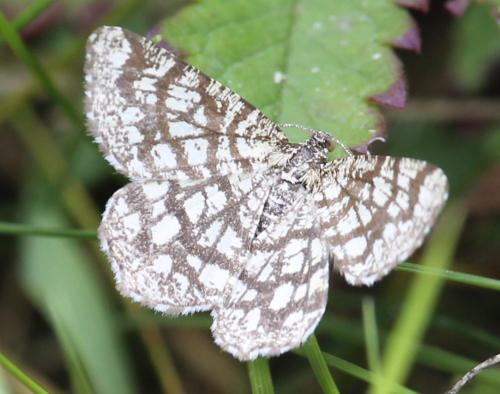 unbekannter_Schmetterling.jpg