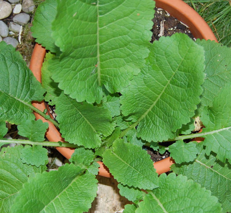 DSC_8344 kle.jpg