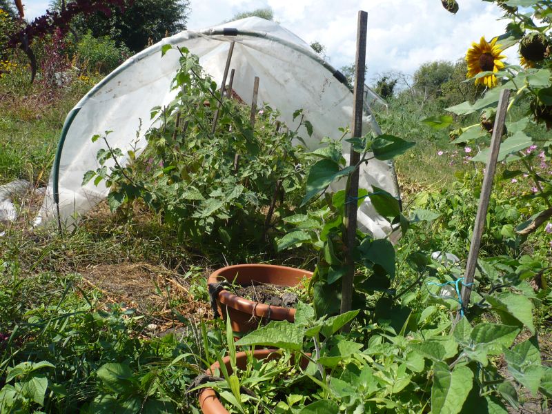 Physalis 2016.jpg