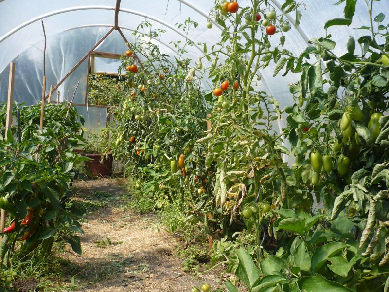 Im neuen Folienzelt wird alles riesig. Vorn sieht man, wie die eine gekaufte Aubipflanze die Tomaten verdrängen will