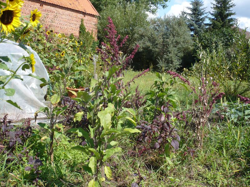 Die von Dir hätte ich auch besser in ein Zelt pflanzen sollen, aber da war kein Platz. Sie sind sehr viel langsamer und die Früchte kleiner.  Ich werde den Physalis-Tunnel umsetzen über die Aubis.