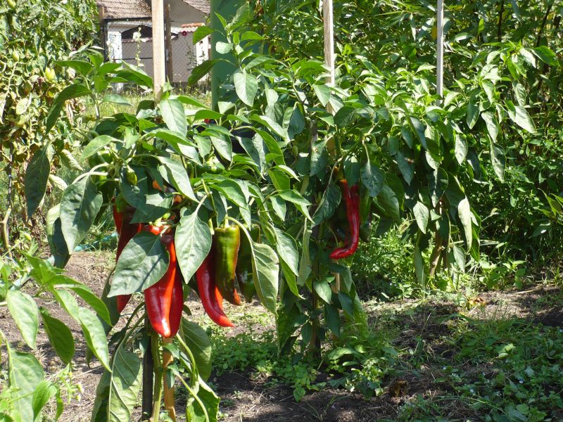 Paprika draußen.jpg