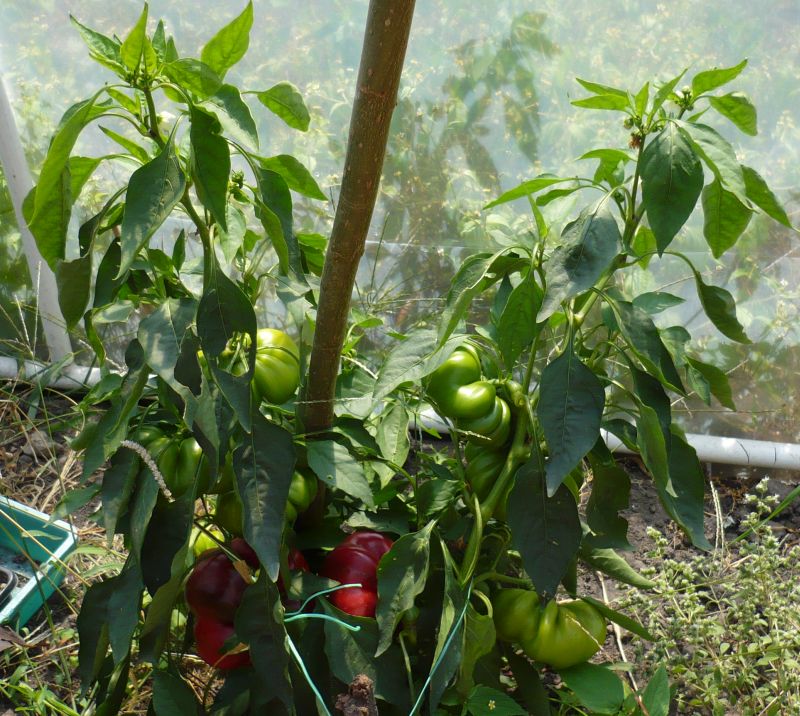 Nur bei den Tomatenpaprika sind die Früchte drinnen sehr viel größer