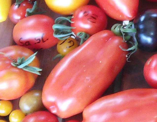 Tomate_Guerilla_Cocktail.jpg