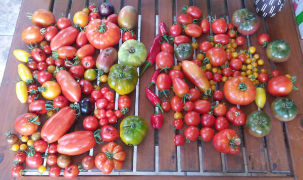 Tomatenernte_im_August.jpg