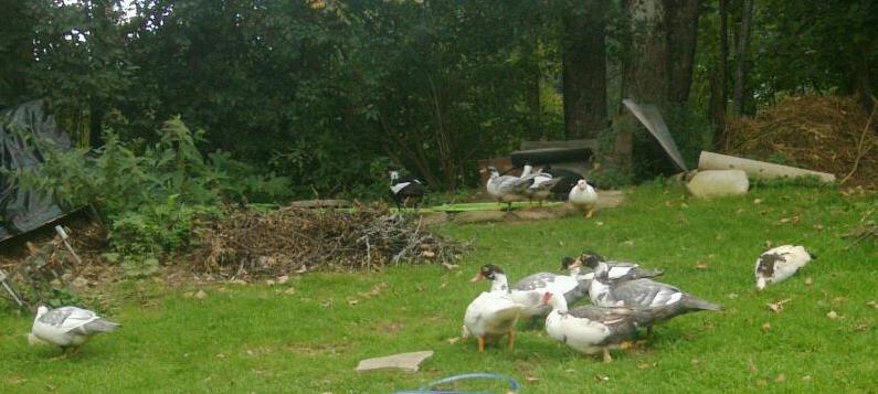 Enten.jpg
