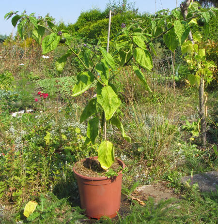 Rocoto_aus_Peru.jpg