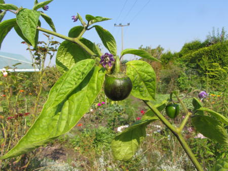 Fruechte_von_Rocoto_aus_Peru.jpg